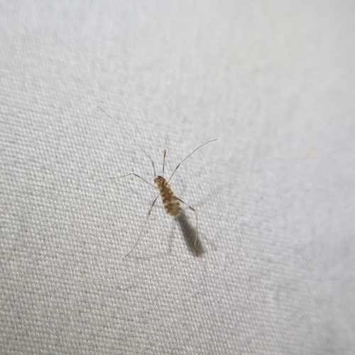 Unknown species found near Western & Ardmore, Chicago, IL 60659, USA