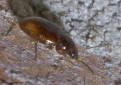 Elaphropus
