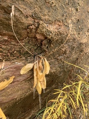 Primula pauciflora zionensis