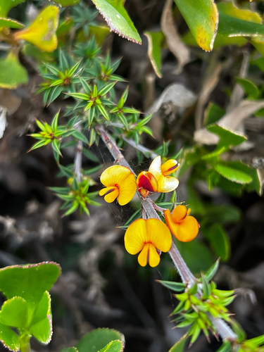 island bush-pea (Pultenaea rigida)