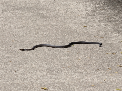 Eastern Brown Snake sighting