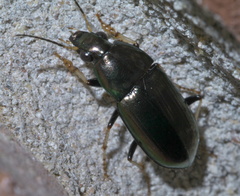 Stenocrepis cuprea