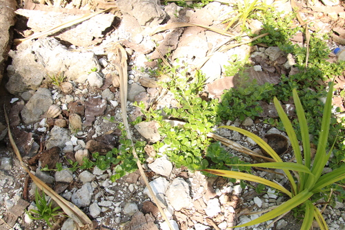 Boerhavia tetrandra observed 2025-09-25