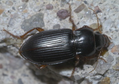 Amara carinata