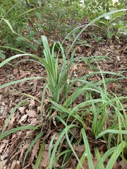 Carex trifida
