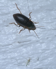 Calathus opaculus