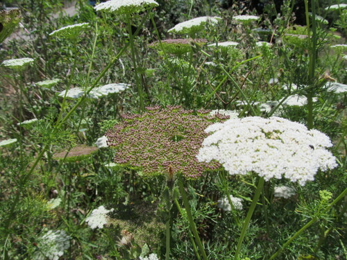 Toothpick Plant (Visnaga daucoides)