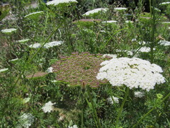Toothpick Plant (Visnaga daucoides)
