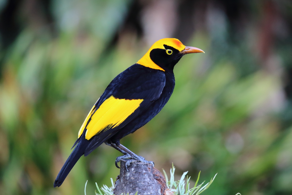 Regent Bowerbird photo