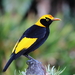 Regent Bowerbird - Photo (c) Sean Daniels, some rights reserved (CC BY-NC), uploaded by Sean Daniels