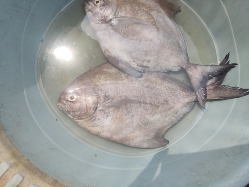 Parastromateus niger