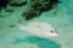 Scolopsis monogramma