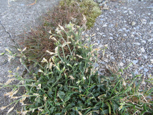 Cerastium fontanum iNat (3)