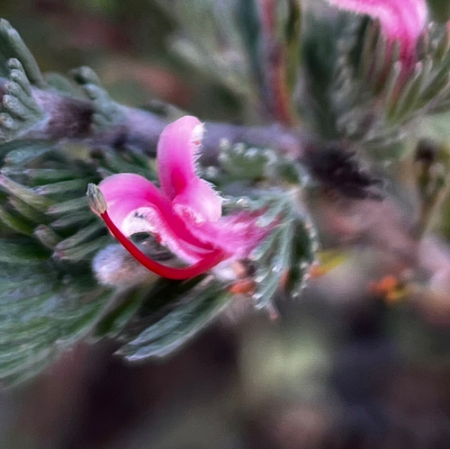 Adenanthos macropodianus (Adenanthos macropodianus)