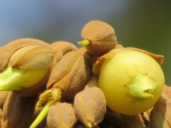 Madhuca longifolia