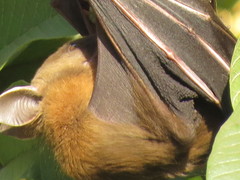 Cynopterus sphinx