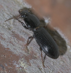 Clivina