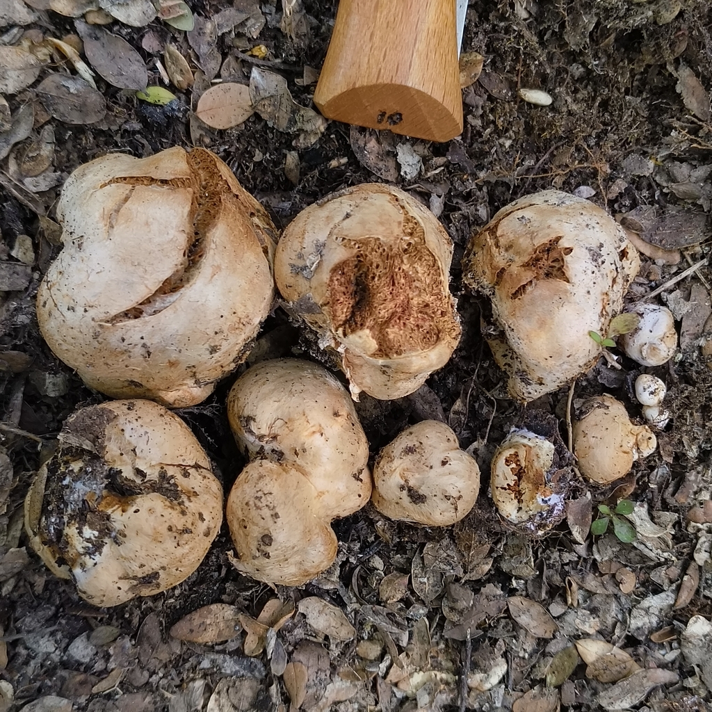 Cortinarius anisodorus · September 2025 · photo: © zedt (iNaturalist, cc-by)