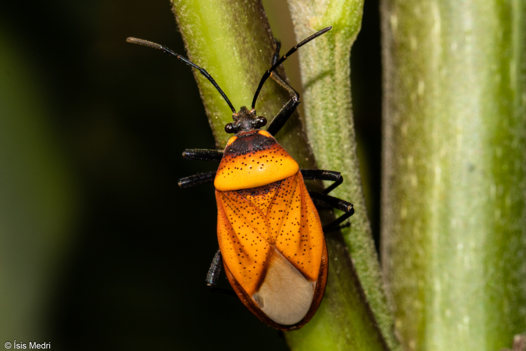 Largus trochanterus