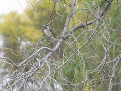 Purnella albifrons
