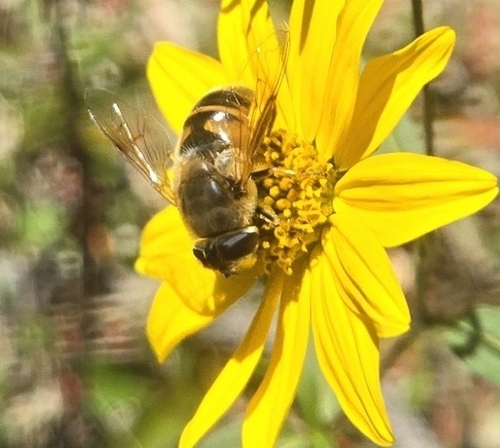 Unknown species found near Moran, WY 83013, USA