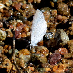 Celastrina echo gozora