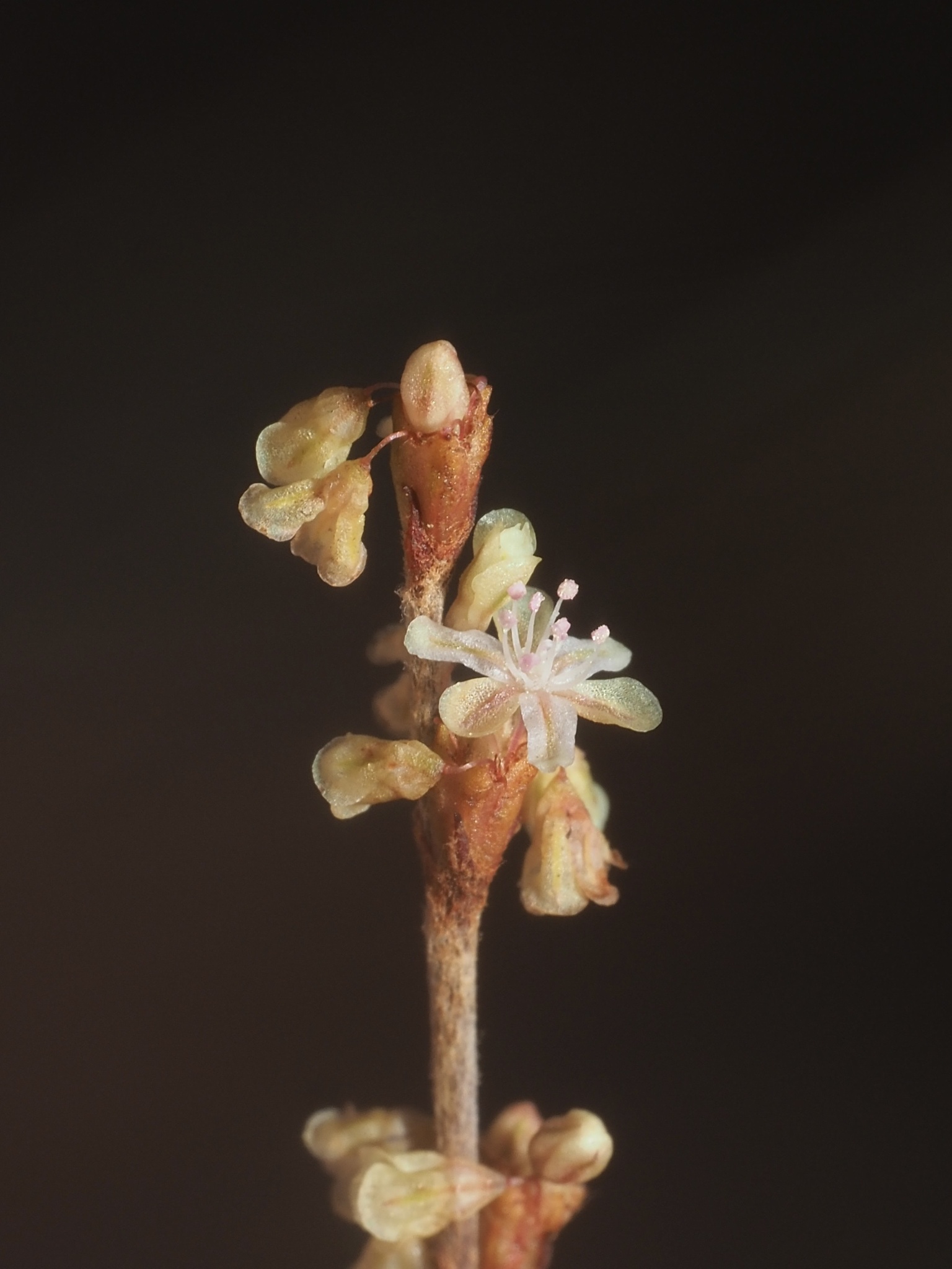 Eriogonum gracile var. gracile