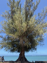 Casuarina equisetifolia, recorded fruiting