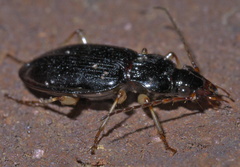 Patrobus longicornis