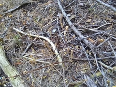 Clavariadelphus sachalinensis