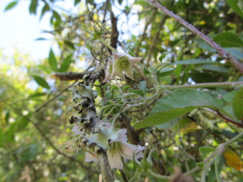 bell-flowered clematis (Clematis campaniflora)