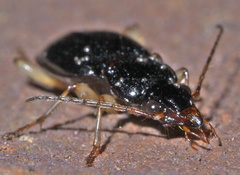 Patrobus longicornis