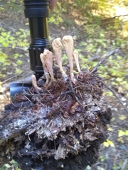 Clavariadelphus sachalinensis