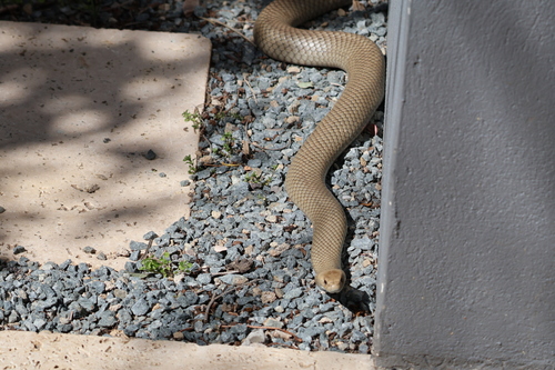 Eastern Brown Snake sighting