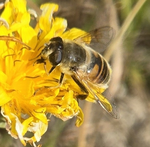 Unknown species found near Moran, WY 83013, USA