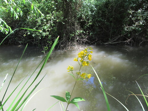 Lysimachia vulgaris iNat (3)