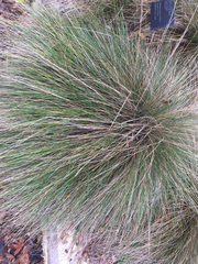 Muhlenbergia dubia