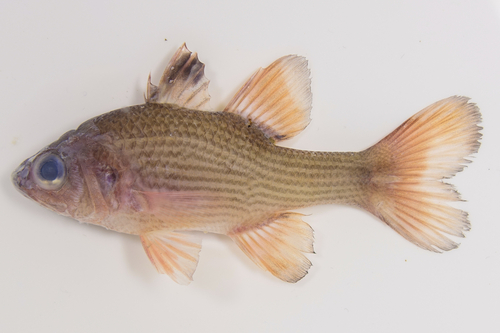 Lepidamia kalosoma observed 2025-09-27