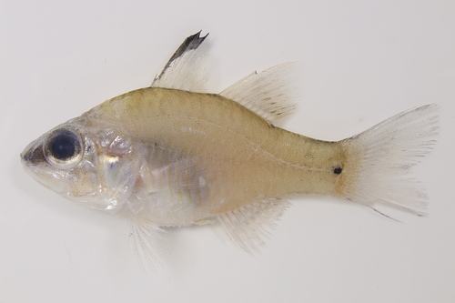 Half-barred cardinalfish (Fibramia thermalis) — Apogonidae — 3
