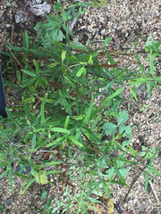 Yeatesia platystegia