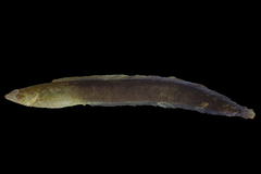 Carpet Eel-Blenny photo 3