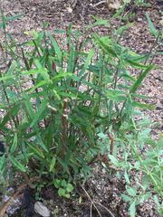Yeatesia platystegia