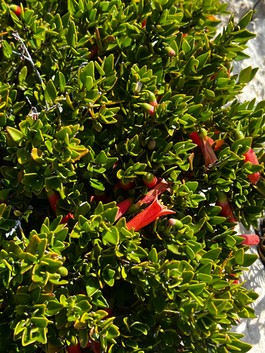 Salmon Correa (Correa pulchella)