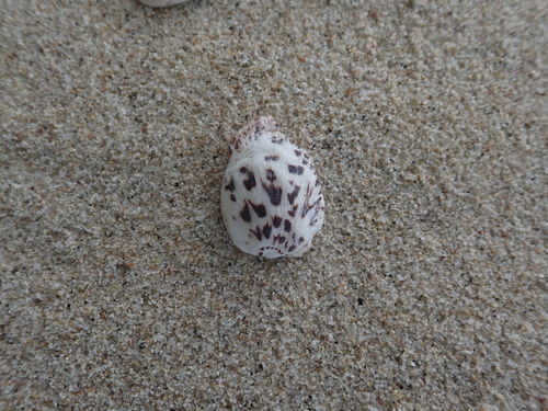 Spondylus nicobaricus observed 2025-09-23