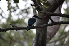 Todiramphus sordidus