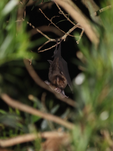 Great Himalayan Leaf-nosed Bat