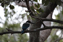 Todiramphus sordidus