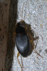 Calathus opaculus