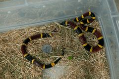 Micrurus tener tener