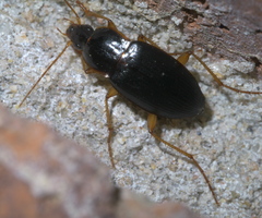 Calathus opaculus